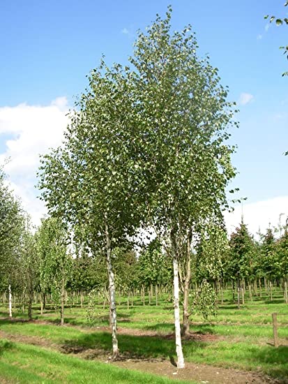 Burgundy Plum Tree – Southern Idaho Landscape Center